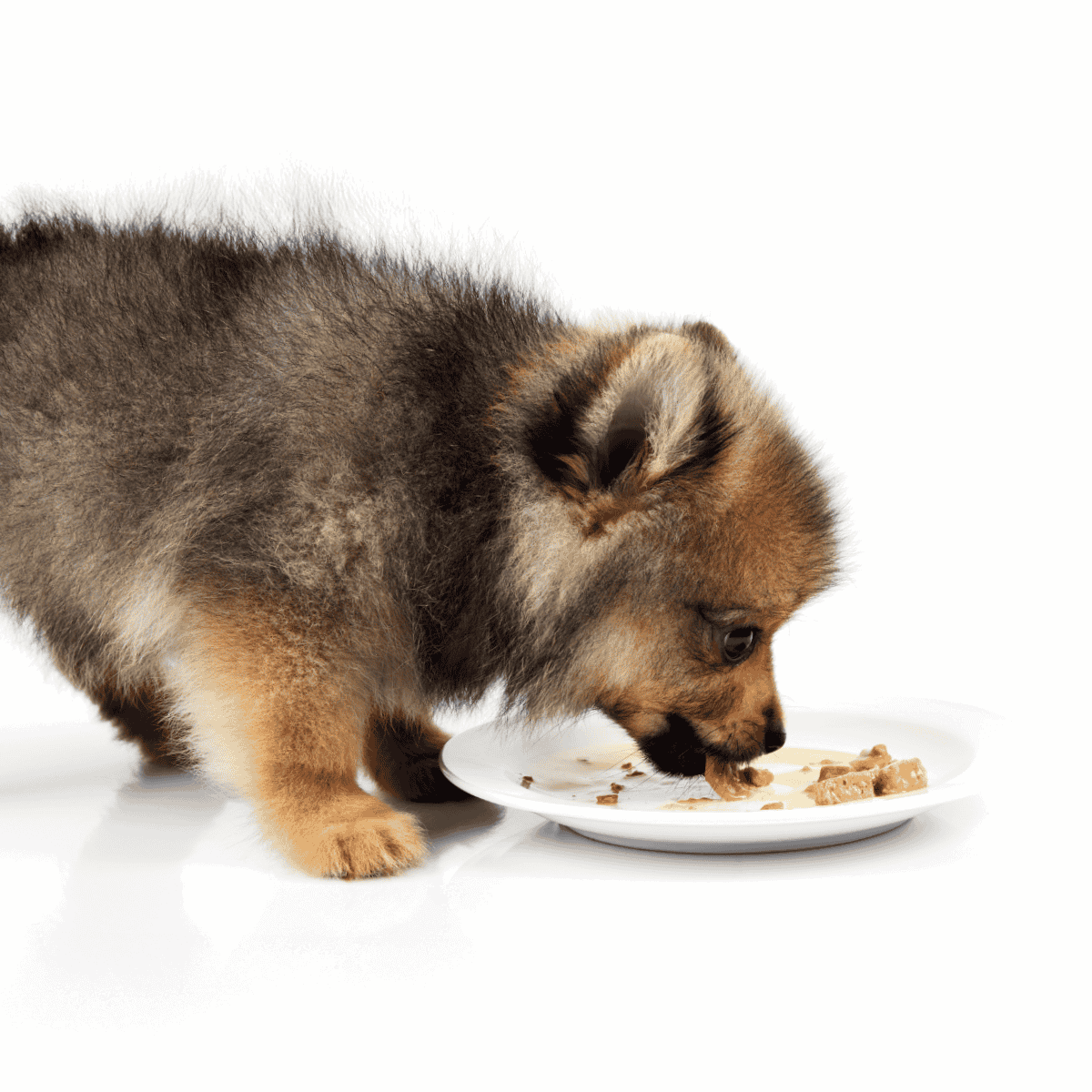 Cute puppy enjoying a meal of nutritious dog food in a sleek white dish.