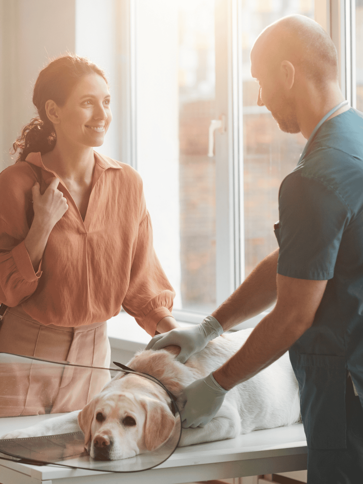 Vet and owner assessing Labrador with cone collar.