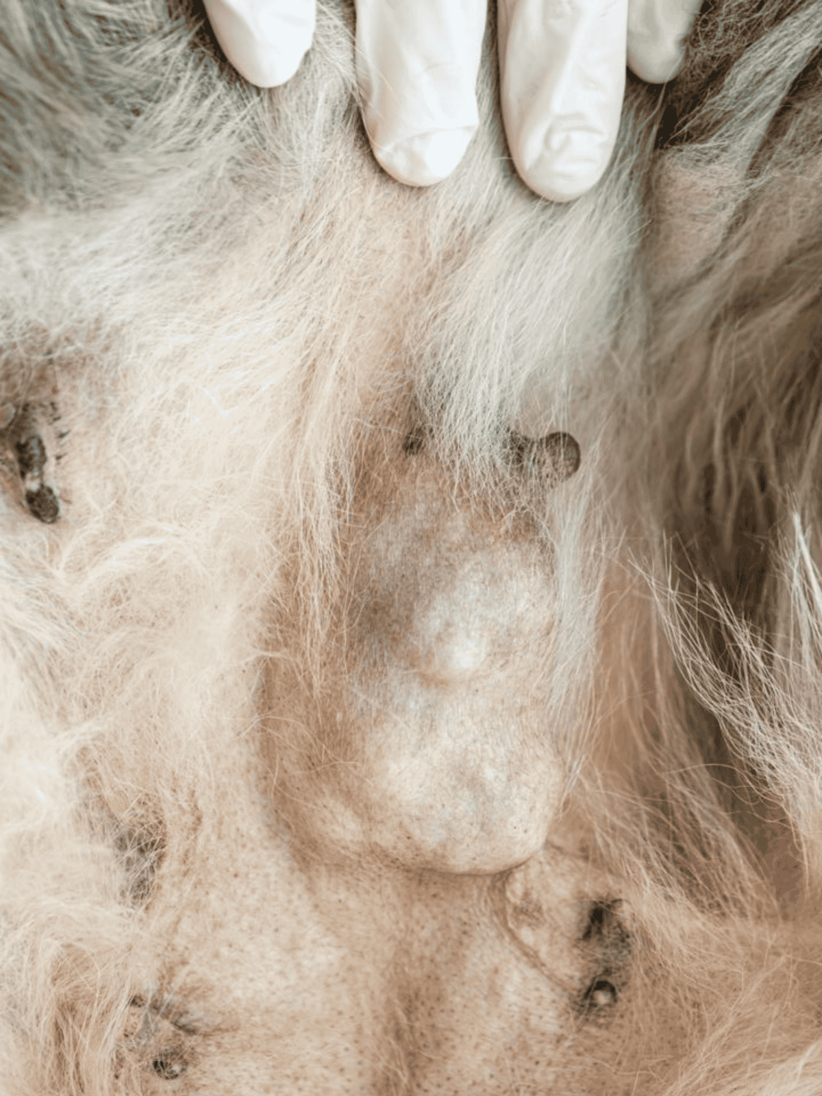 Close-up of dog skin with hair loss and skin issues, taken for pet health analysis.