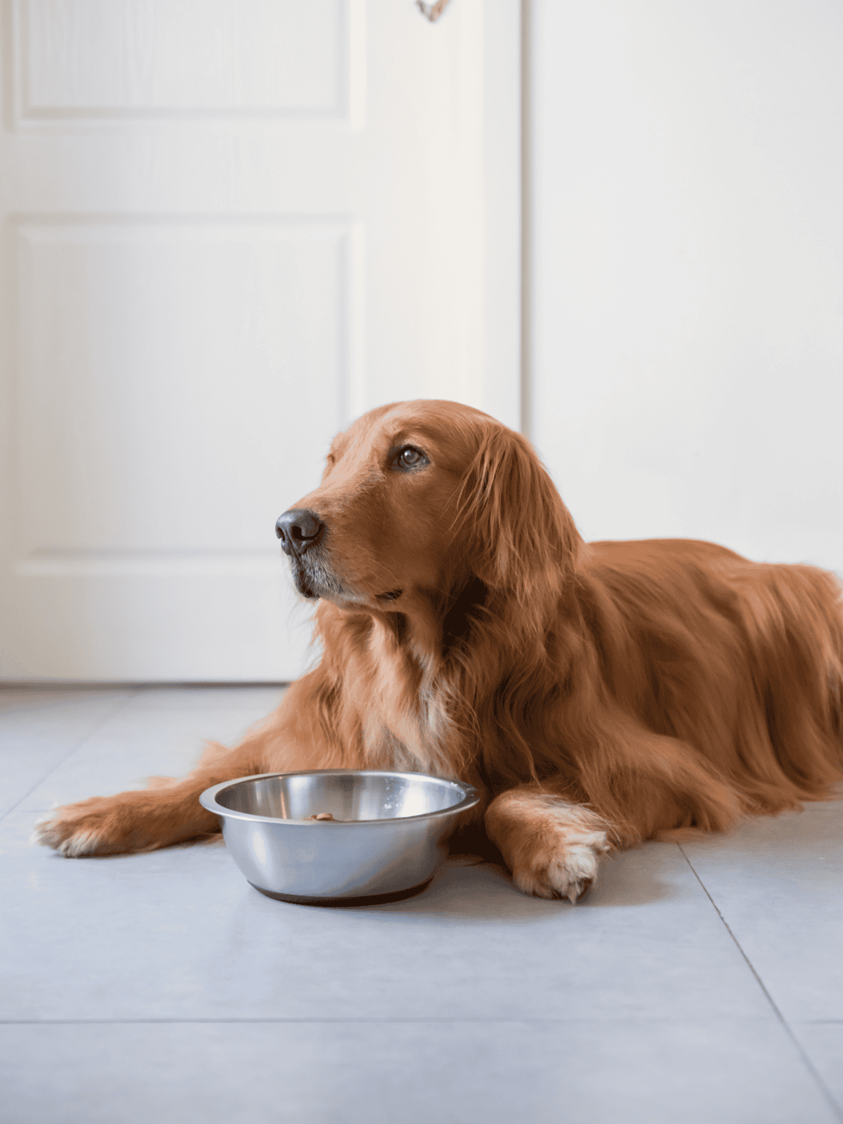 Dog resting by food bowl indoors, a well-cared-for golden retriever dog ready for meal or hydration, emphasizing dog care and nutrition.