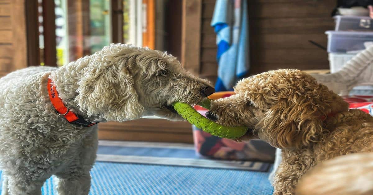 Adorable Golden Doodles playing with a green tug-of-war toy indoors. Fun and interactive dog activity for energetic pups.