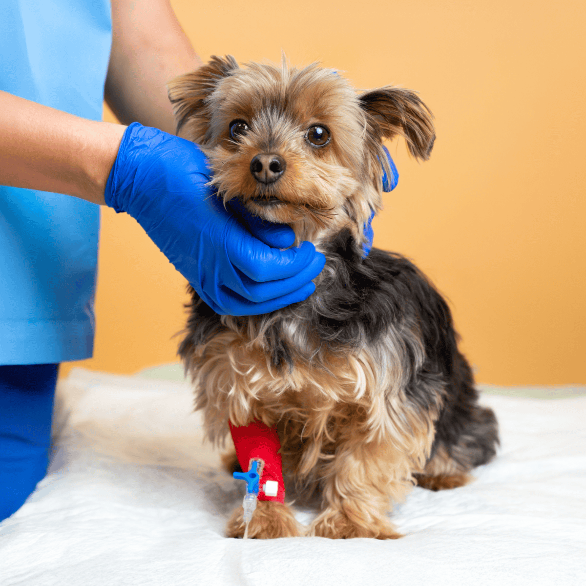 Dog receiving veterinary care, vet checking small terrier dog with IV line for treatment or surgery.