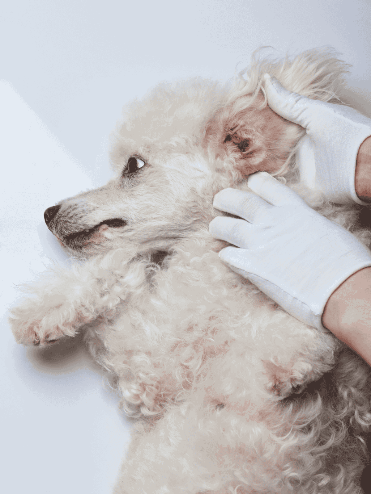Close-up of veterinarian inspecting poodle's ear, emphasizing pet health checkups and professional dog care.