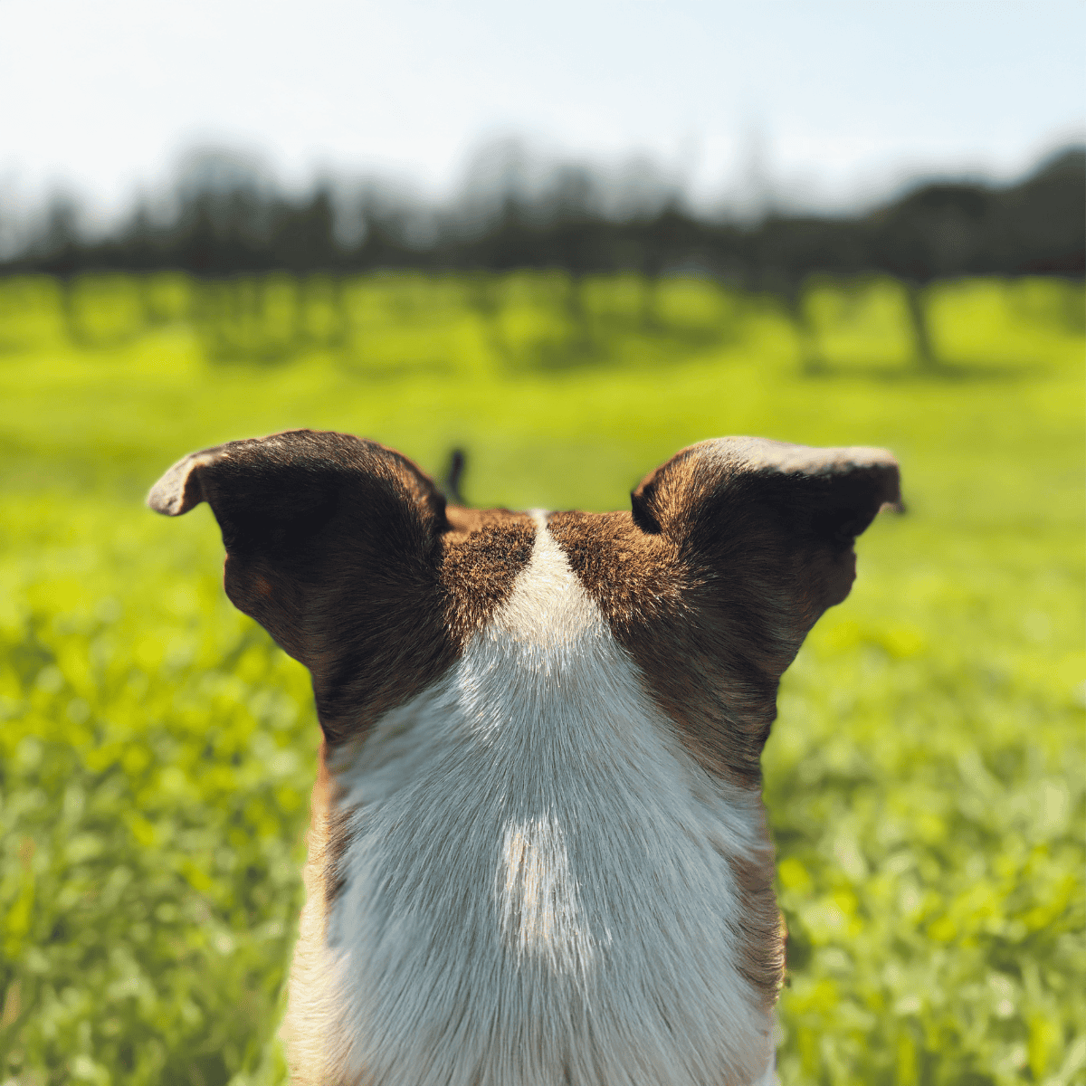 Close-up of a dog's back and ears looking out over a grassy field in sunlight.