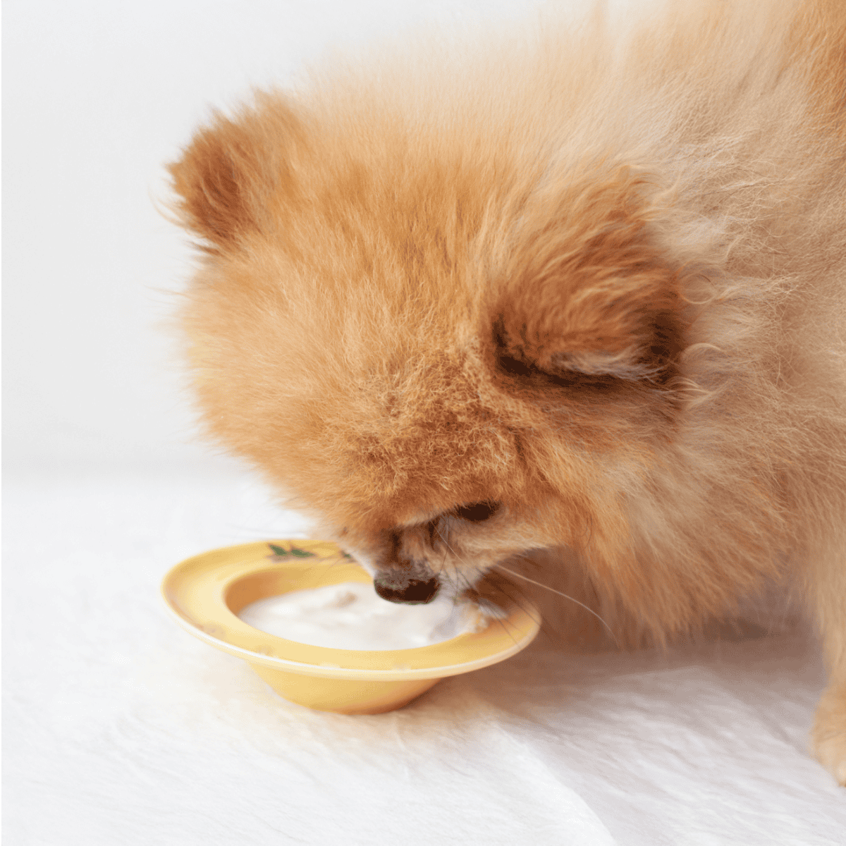 Close-up of fluffy Pomeranian dog enjoying yogurt in a small bowl.