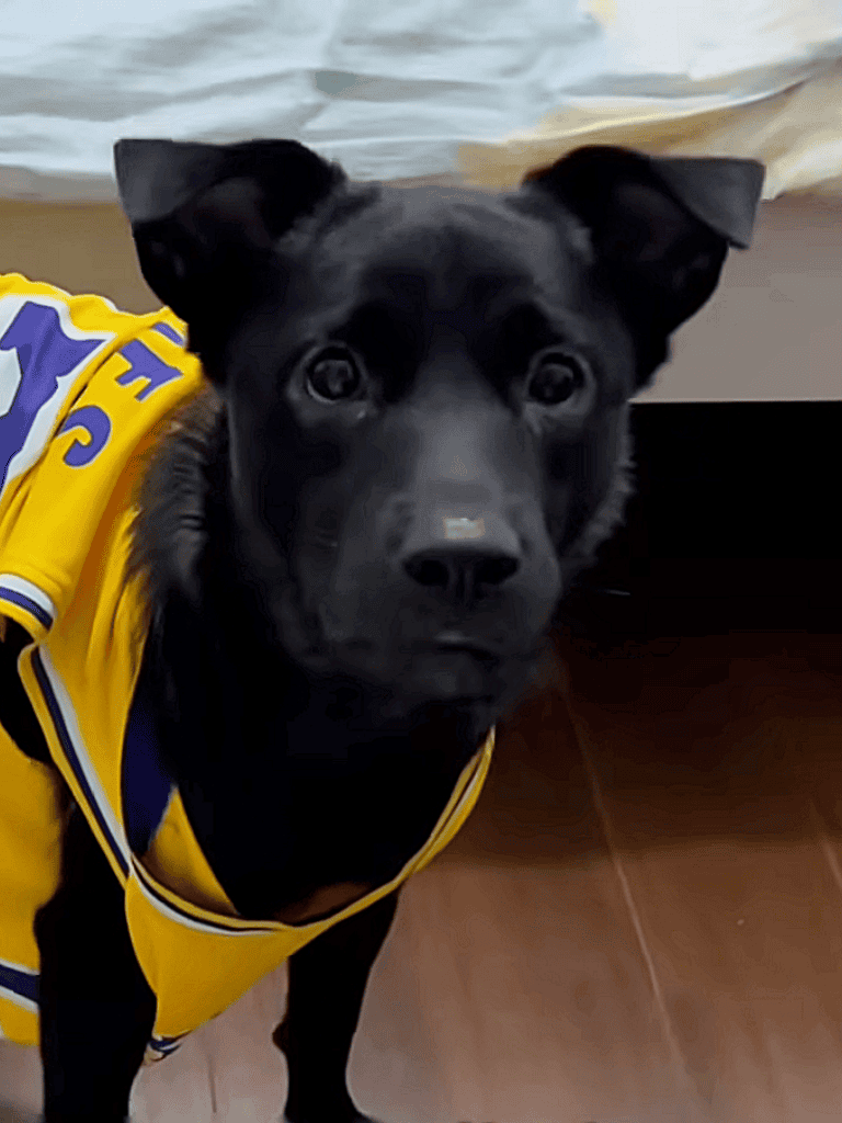 Adorable dog in yellow sports jersey.