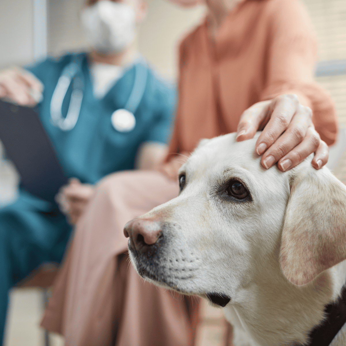 Vet caring for Labrador dog at veterinary clinic for pet health and wellness.