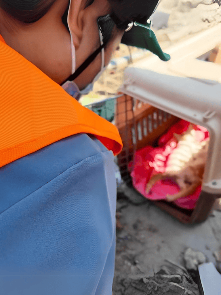 Drone flying at the beach during a pet rescue operation.
