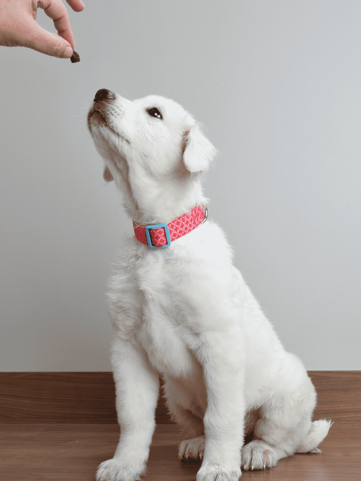 Puppy eagerly receiving a treat from a hand, adorable and well-behaved dog, perfect for dog training.