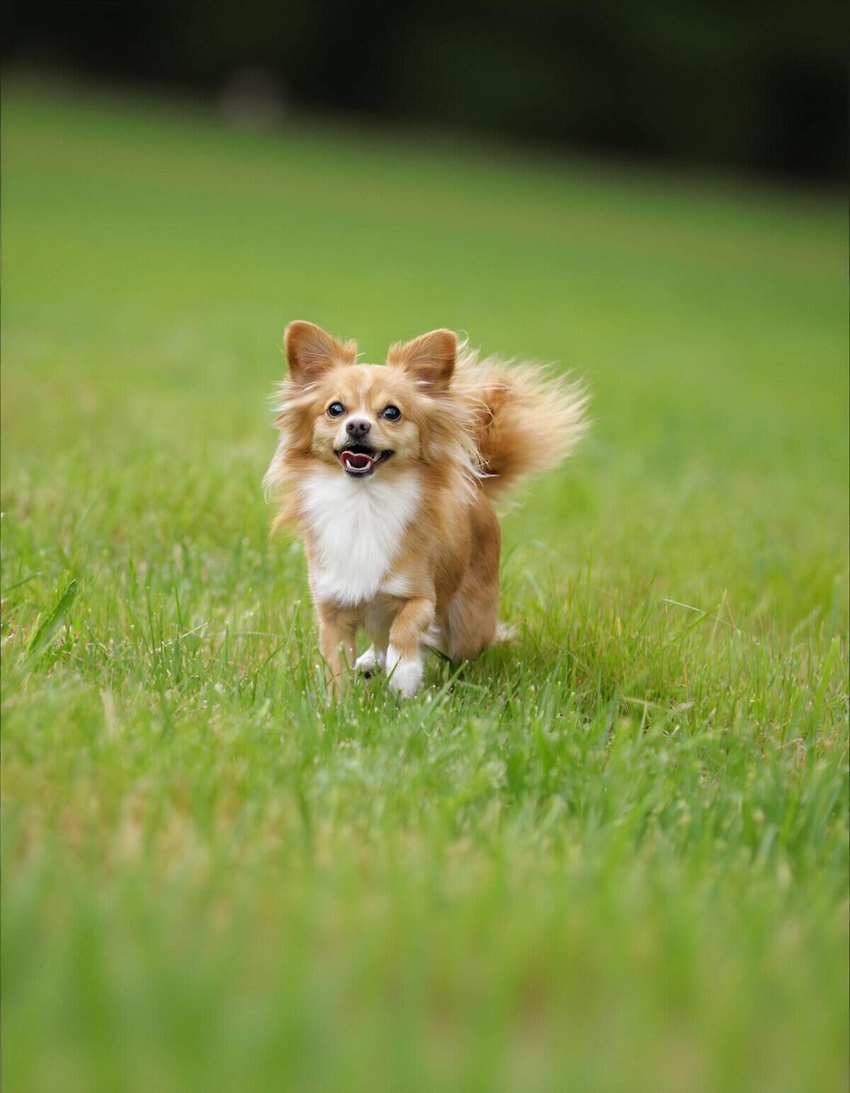 Adorable small dog running joyfully outdoors.