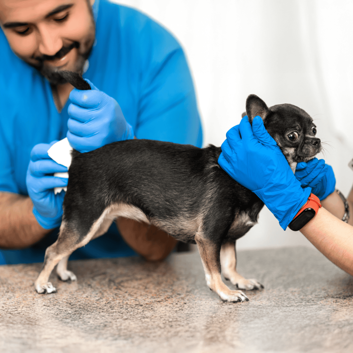 Close-up of a veterinarian examining a small black dog with blue gloves in a clinic.