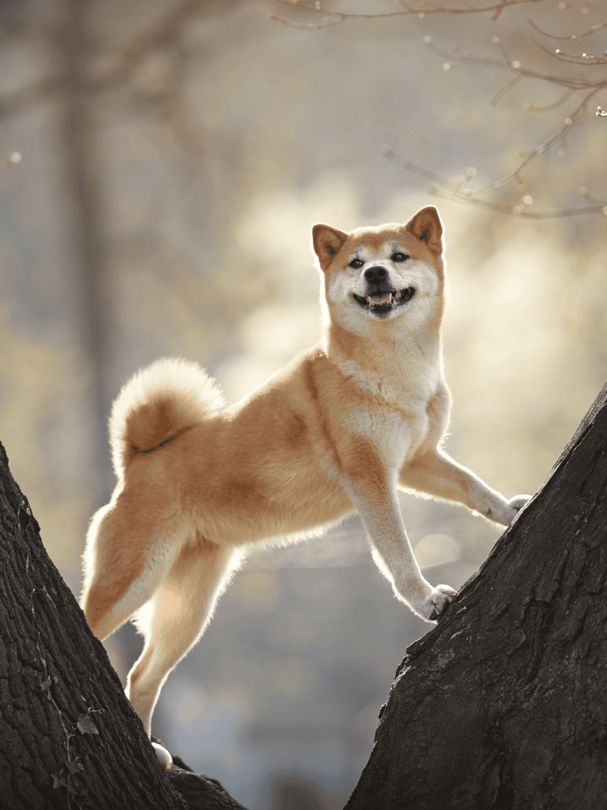 Adorable Shiba Inu climbing tree, happy dog enjoying outdoor adventure and nature exploration.