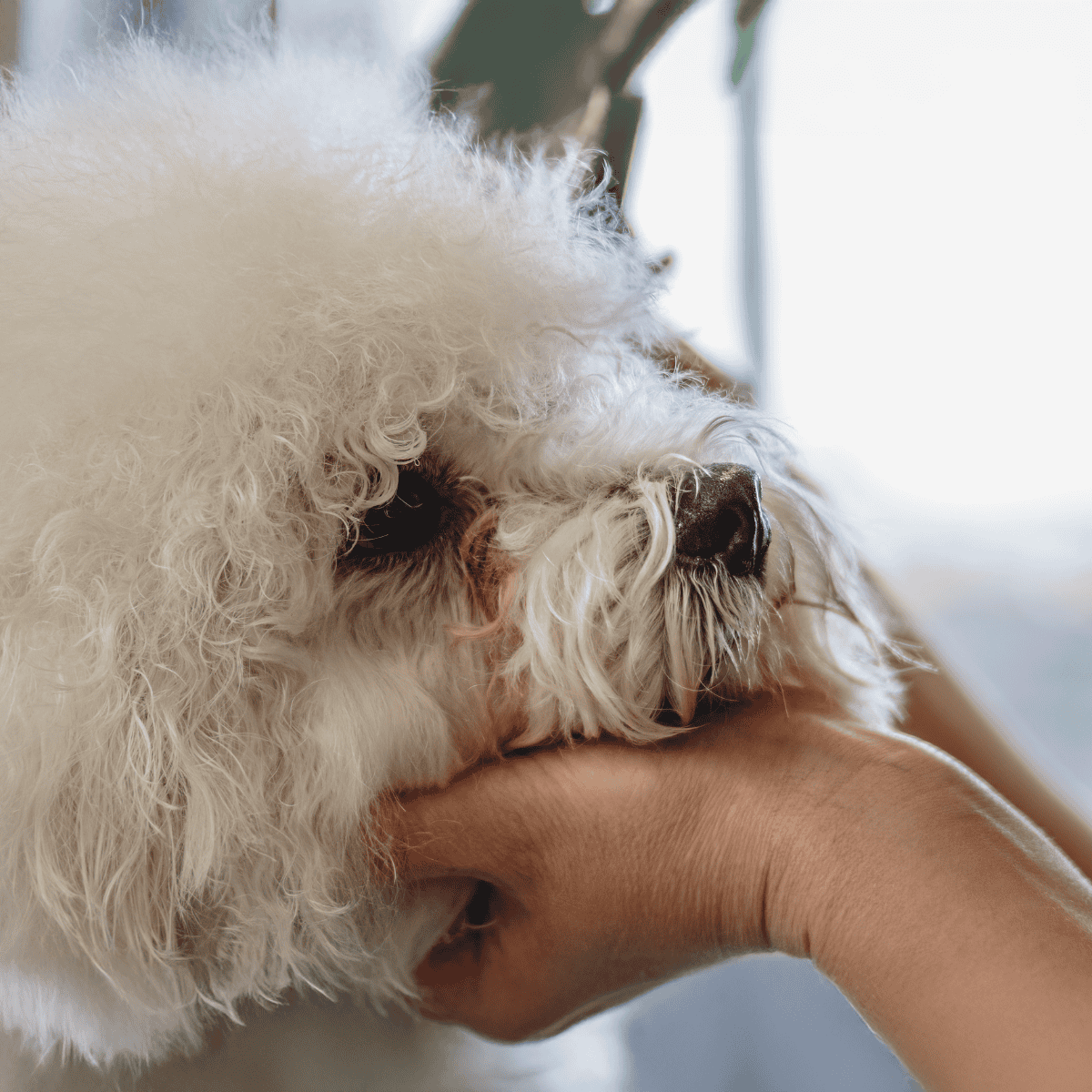 Gentle grooming session for a fluffy poodle dog at Dogfix pet grooming salon.