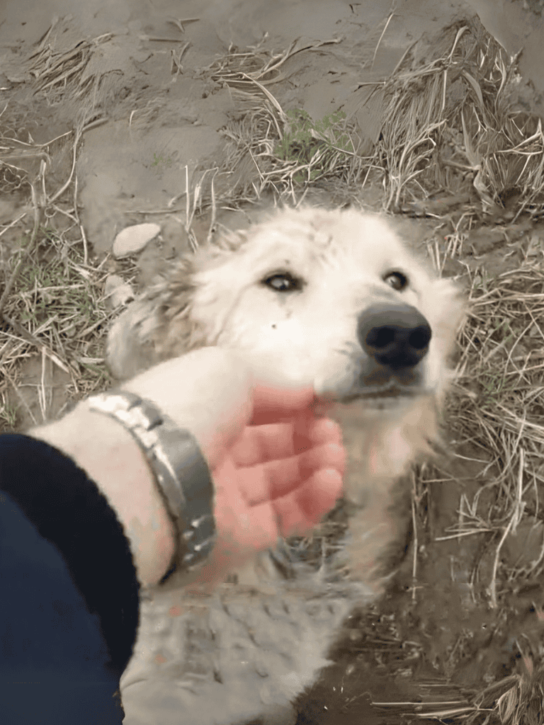 A gentle moment with a cozy and calm shelter dog receiving a comforting pet.