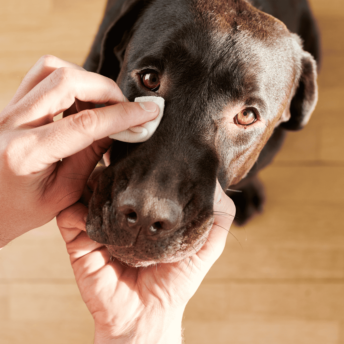 Dog nose injury being treated with a gauze pad.