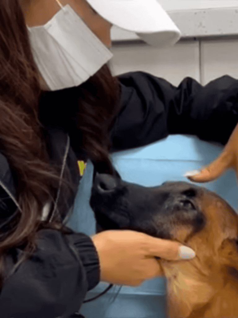 Dog lying peacefully with veterinarian.