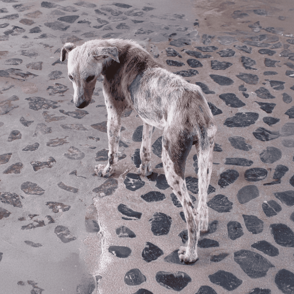 Adorable rescue greyhound walking on cobblestone pavement, showcasing animal care and adoption.