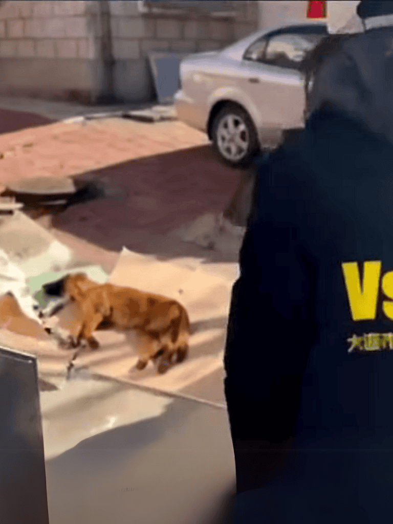 Rescue operation rescuing a dog stranded on the street, team saving a dog in need of help, animal rescue initiative, emergency dog rescue effort.