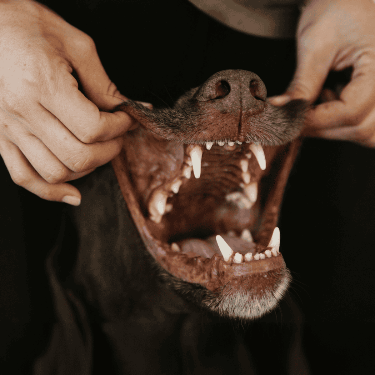 Close-up of a dog showing its teeth while being held firmly by hands for safety.