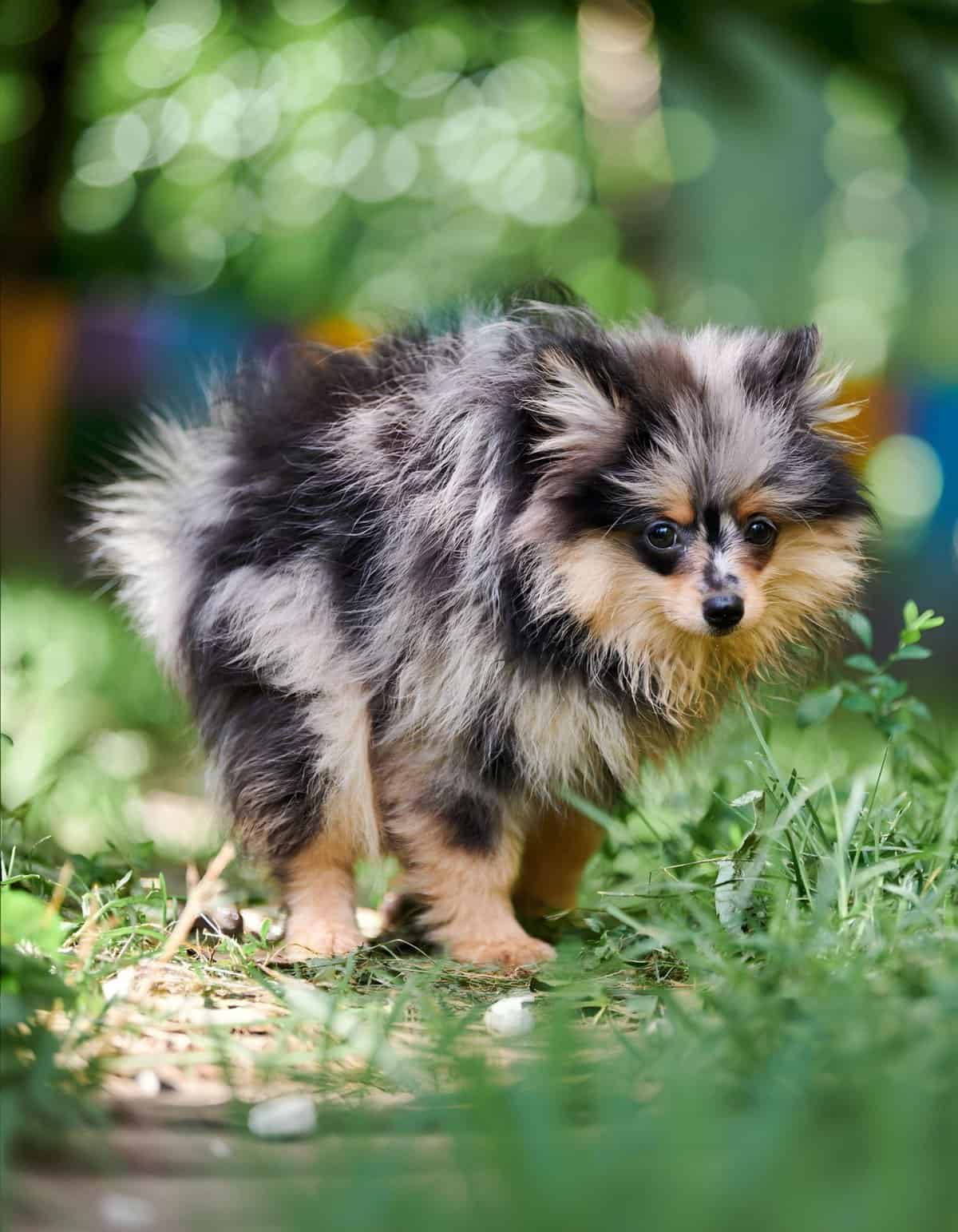 Adorable puppy exploring outdoors, perfect for dog lovers and puppy care enthusiasts.
