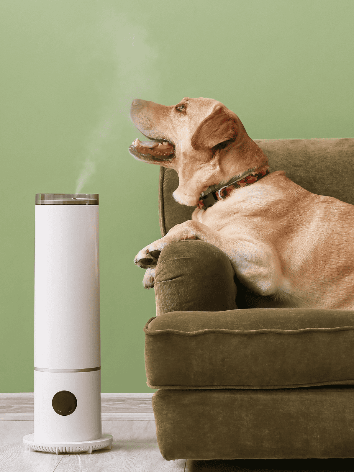 Dog relaxing on sofa near air purifier, enjoying clean indoor air in a cozy home setting.