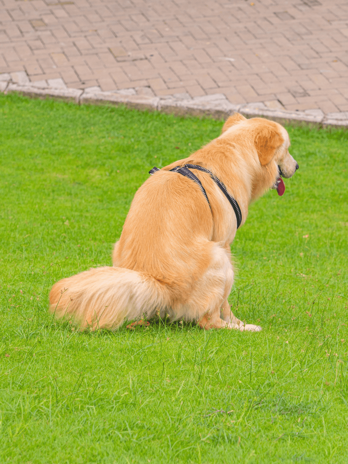 Golden retriever dog sitting on lush green lawn, wearing harness, enjoying outdoor playtime.