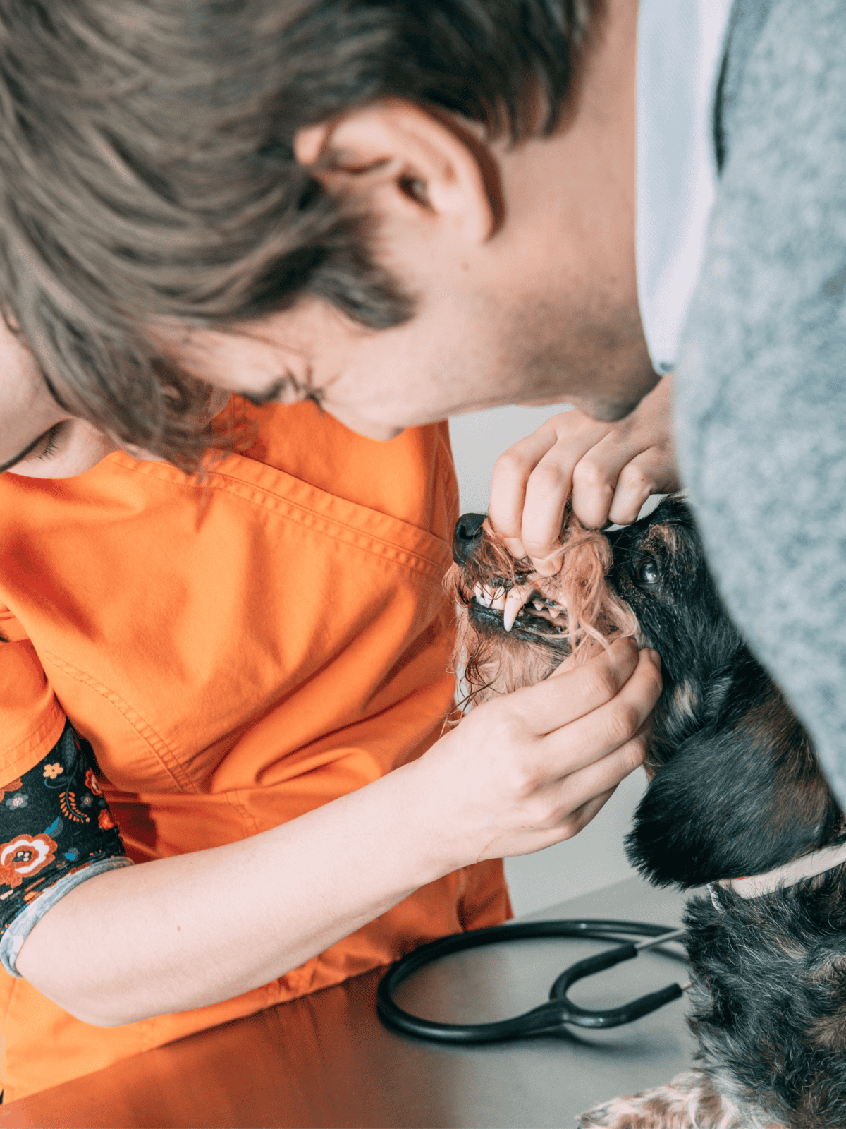 Vet assessing a dog's dental health during a check-up.