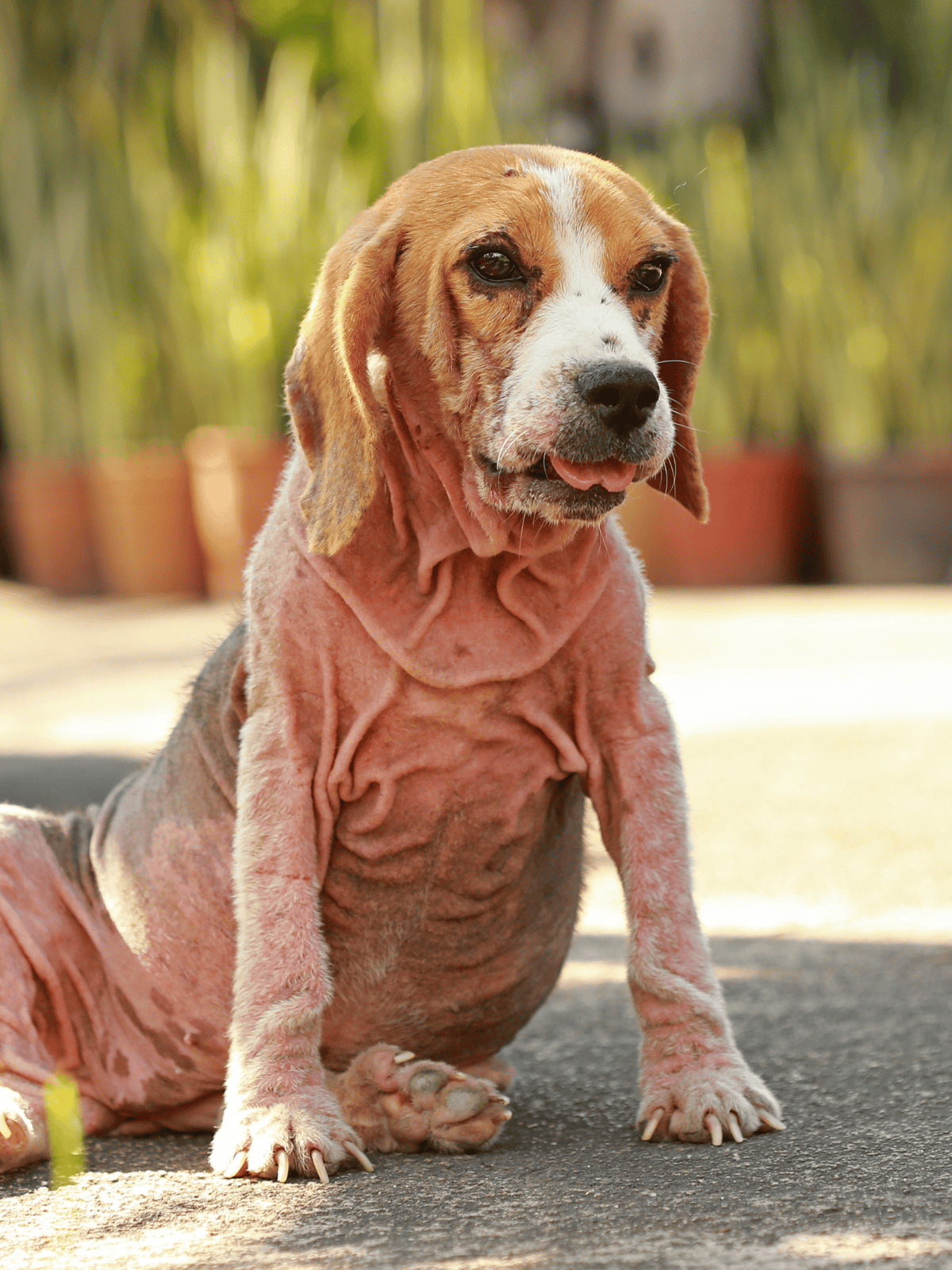 Dog, adorable dog, puppy, dog breed, pet, dog photography, canine, furry friend, pet photography, dog lifestyle.