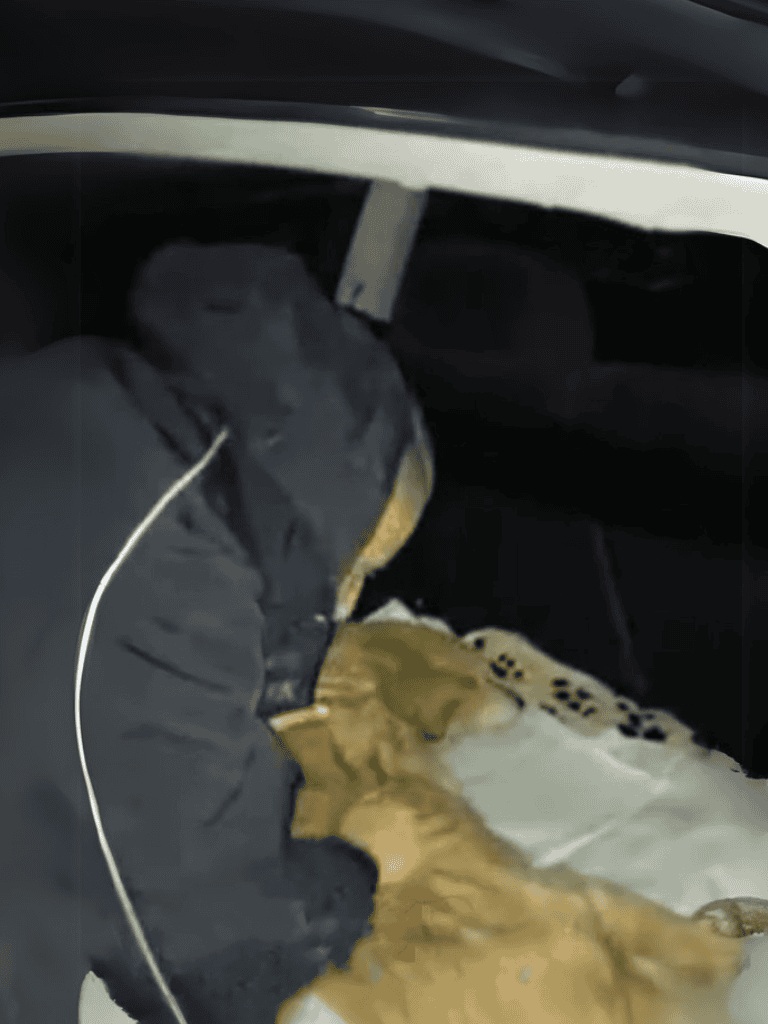 Dog sleeping soundly in car during travel.