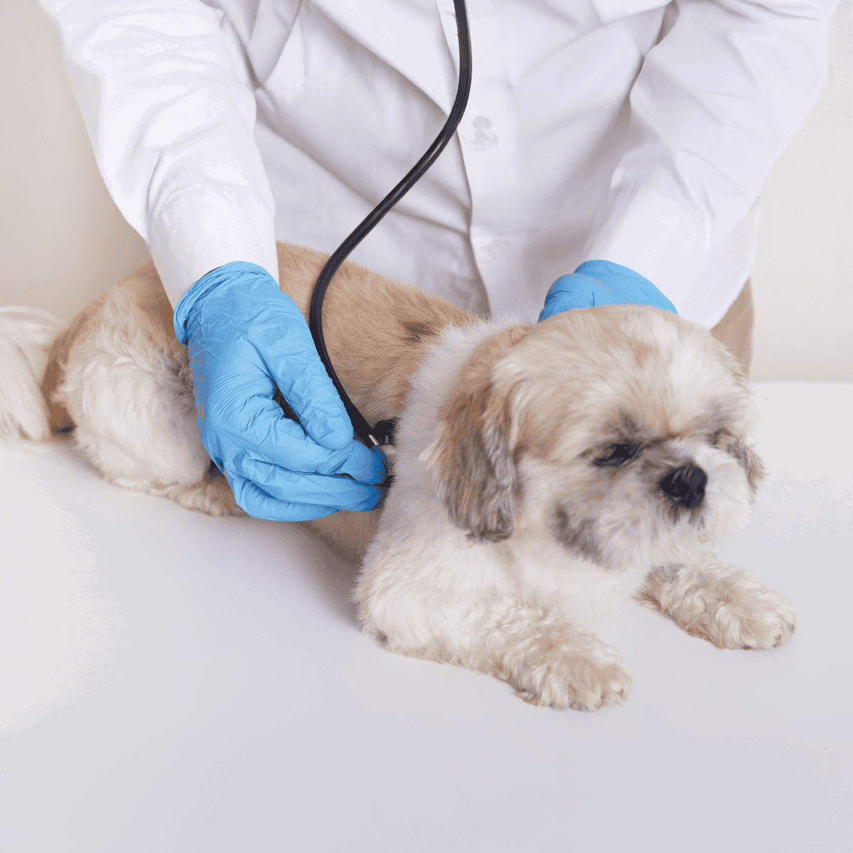 Veterinarian examining puppy with stethoscope, pet health checkup, dog wellness care.