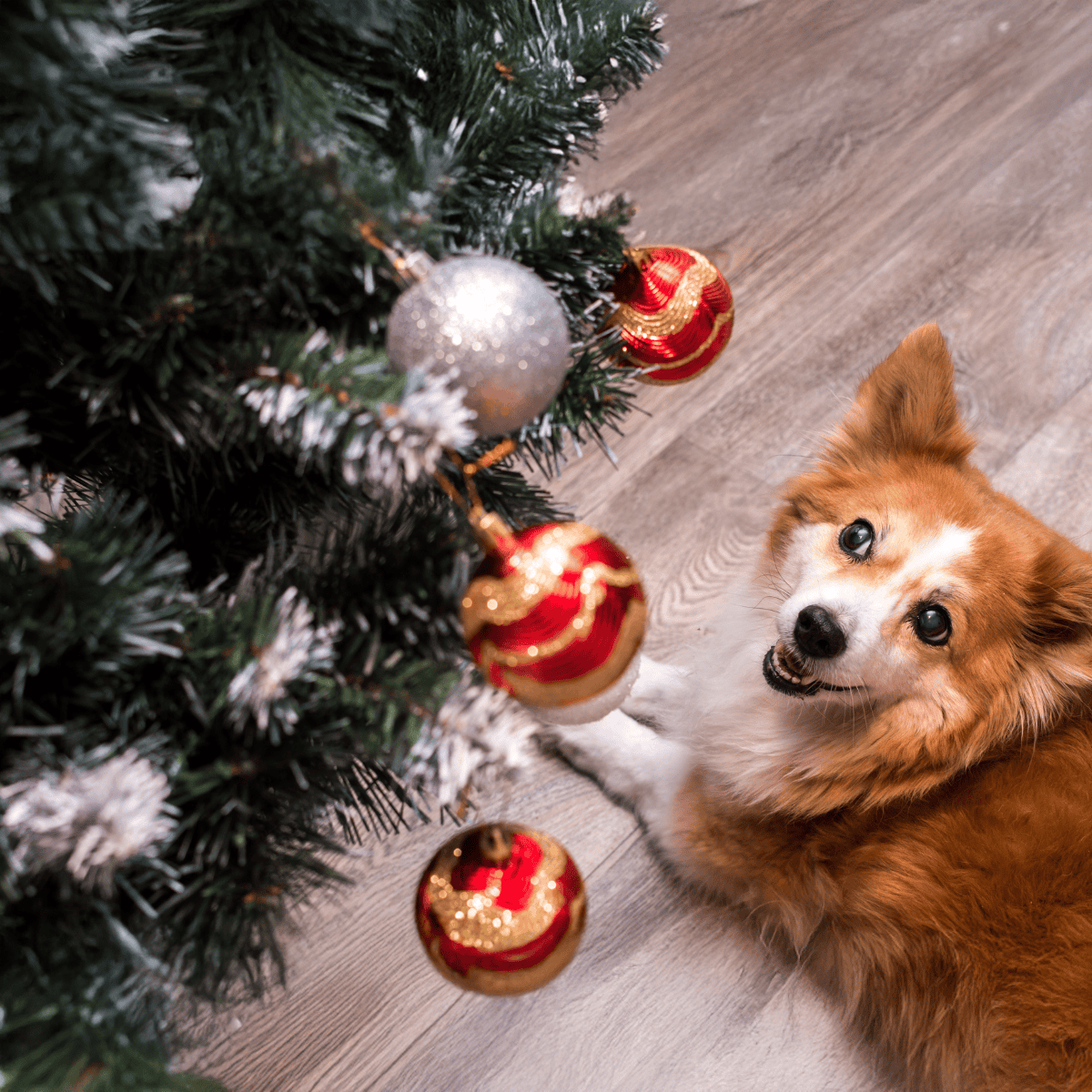 Dog with Christmas ornaments on tree, celebrating holiday cheer.