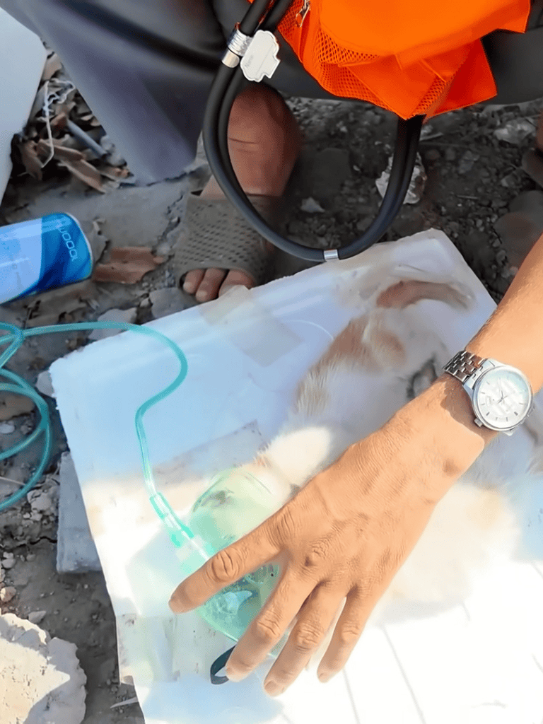 Medical equipment for injured dog rescue, outdoor emergency vet care, dog first aid supplies.