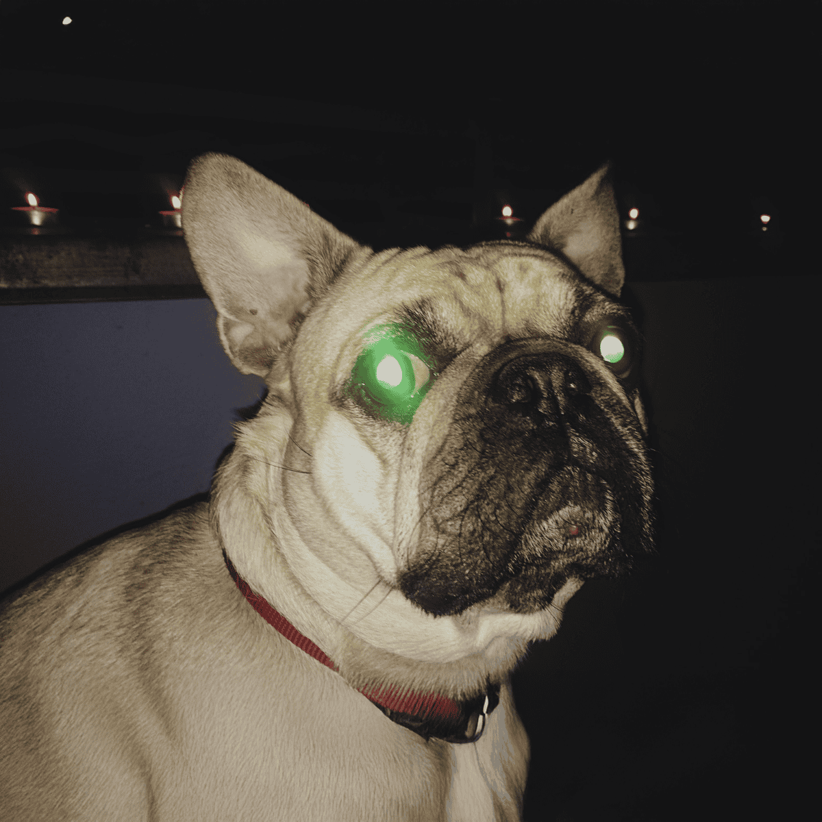 Bright green eye effect on French Bulldog in dark setting, highlighting pet care or pet tech content.