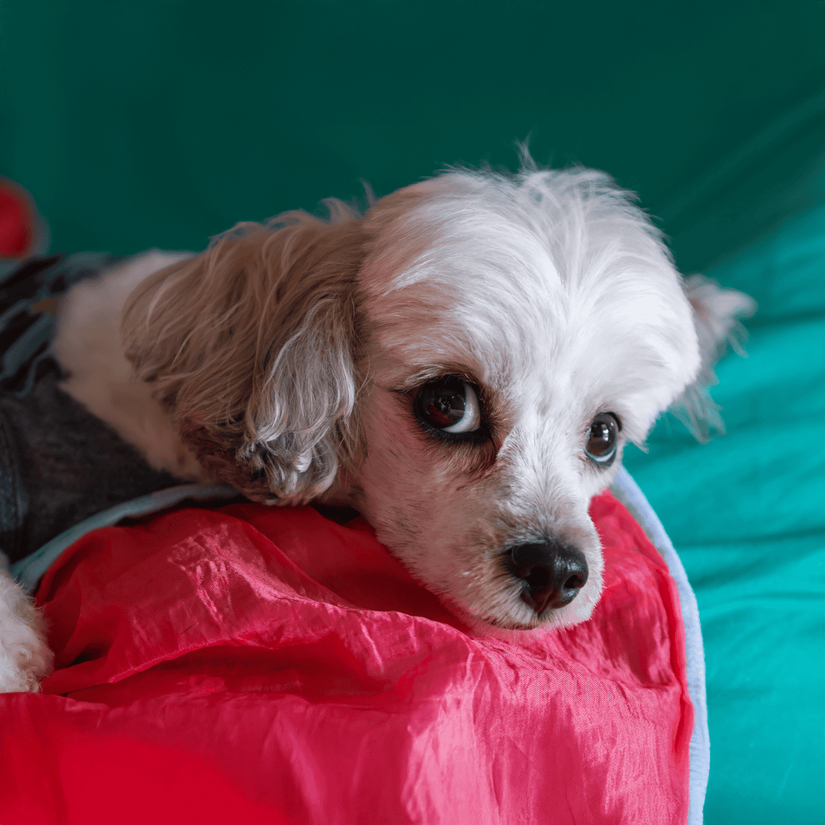 Adorable puppy lying on colorful blanket, perfect for pet lovers and dog care enthusiasts.
