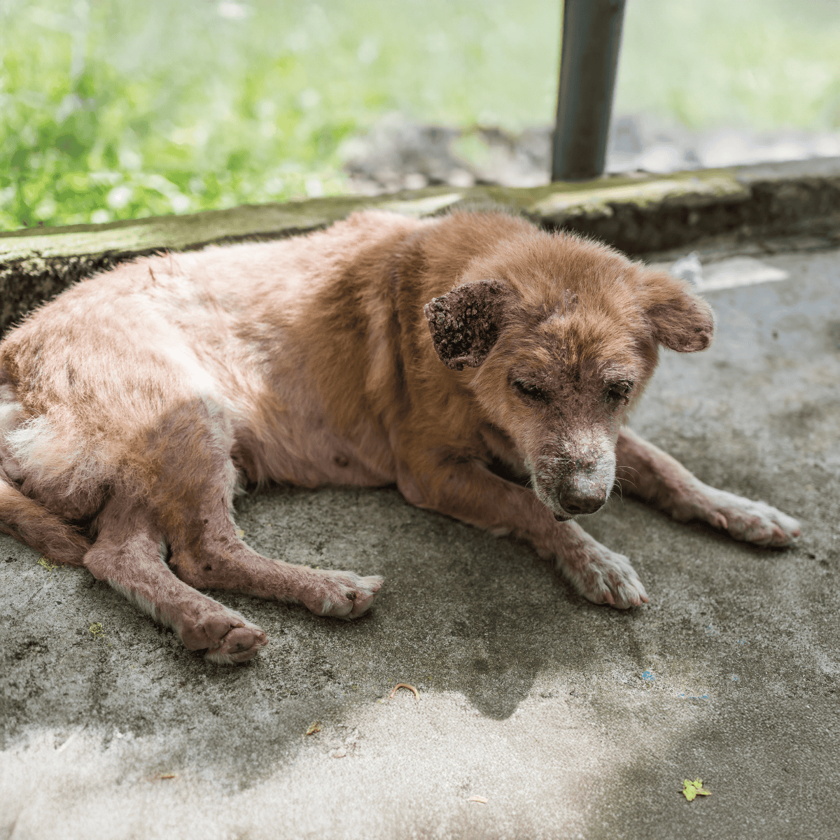 Image of a sick, injured stray dog lying on the ground outside.
