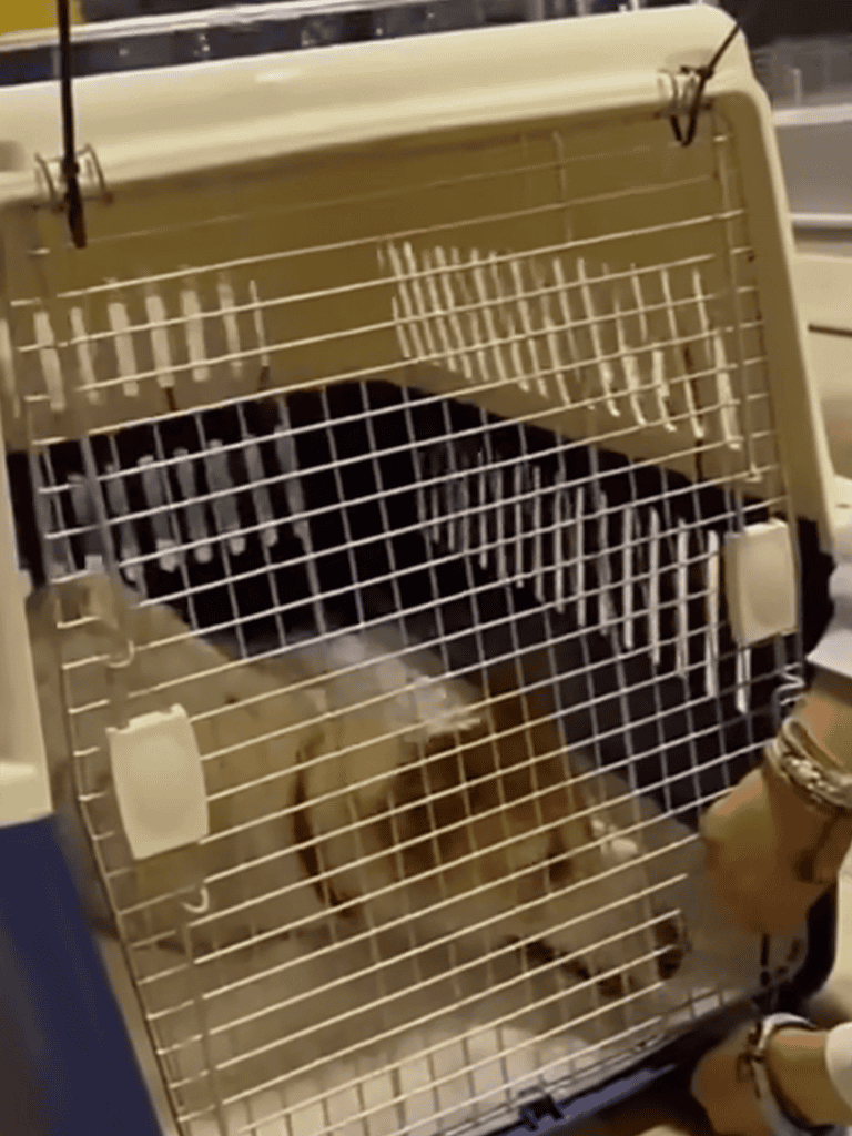 Dog crate with a distressed dog behind bars.