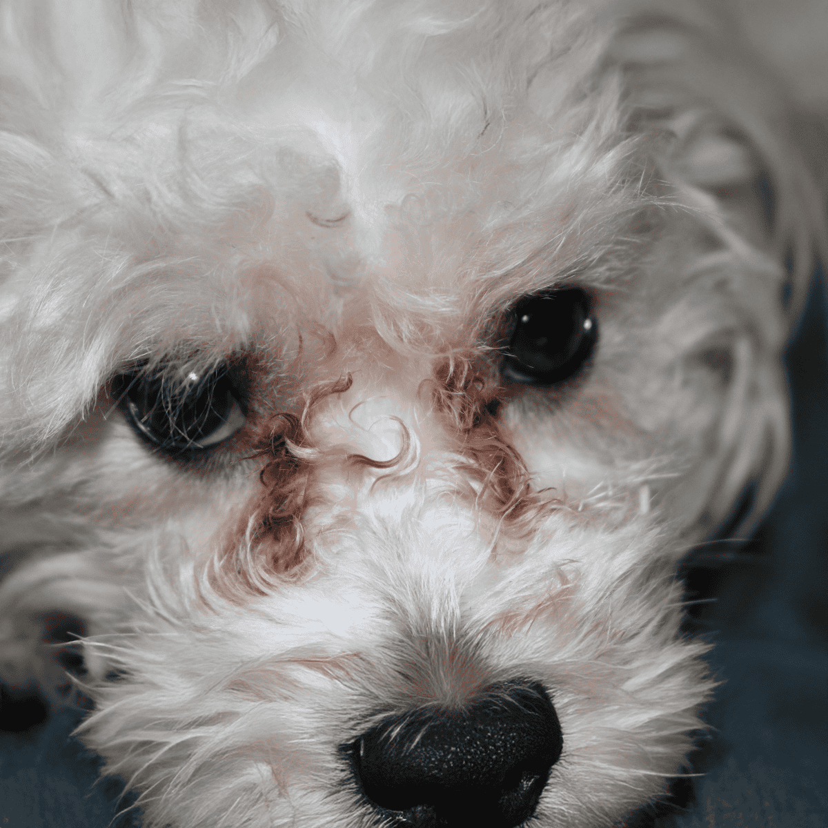 Adorable small dog with fluffy white coat and black eyes, lying on a dark background.