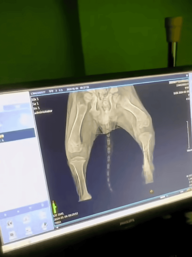 Veterinary dog pelvis X-ray showing skeletal structure for medical assessment.
