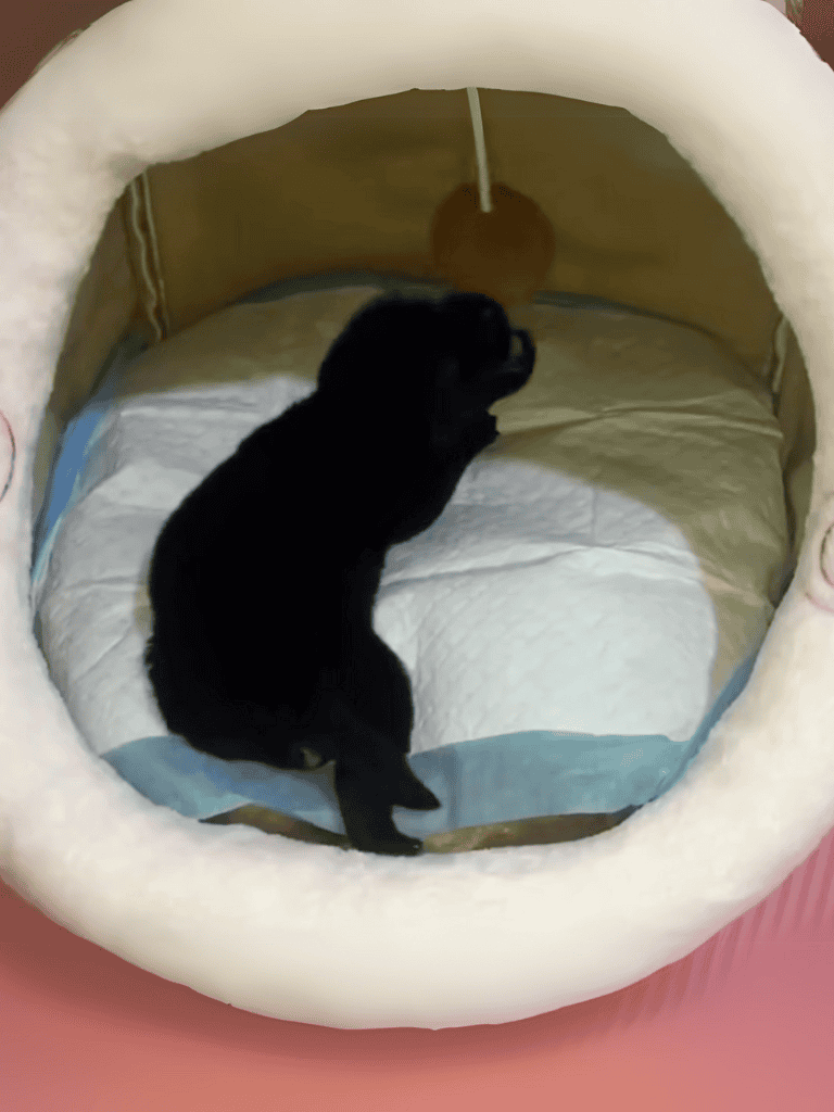 Small black puppy resting in soft, cozy dog bed for optimal comfort and sleep.