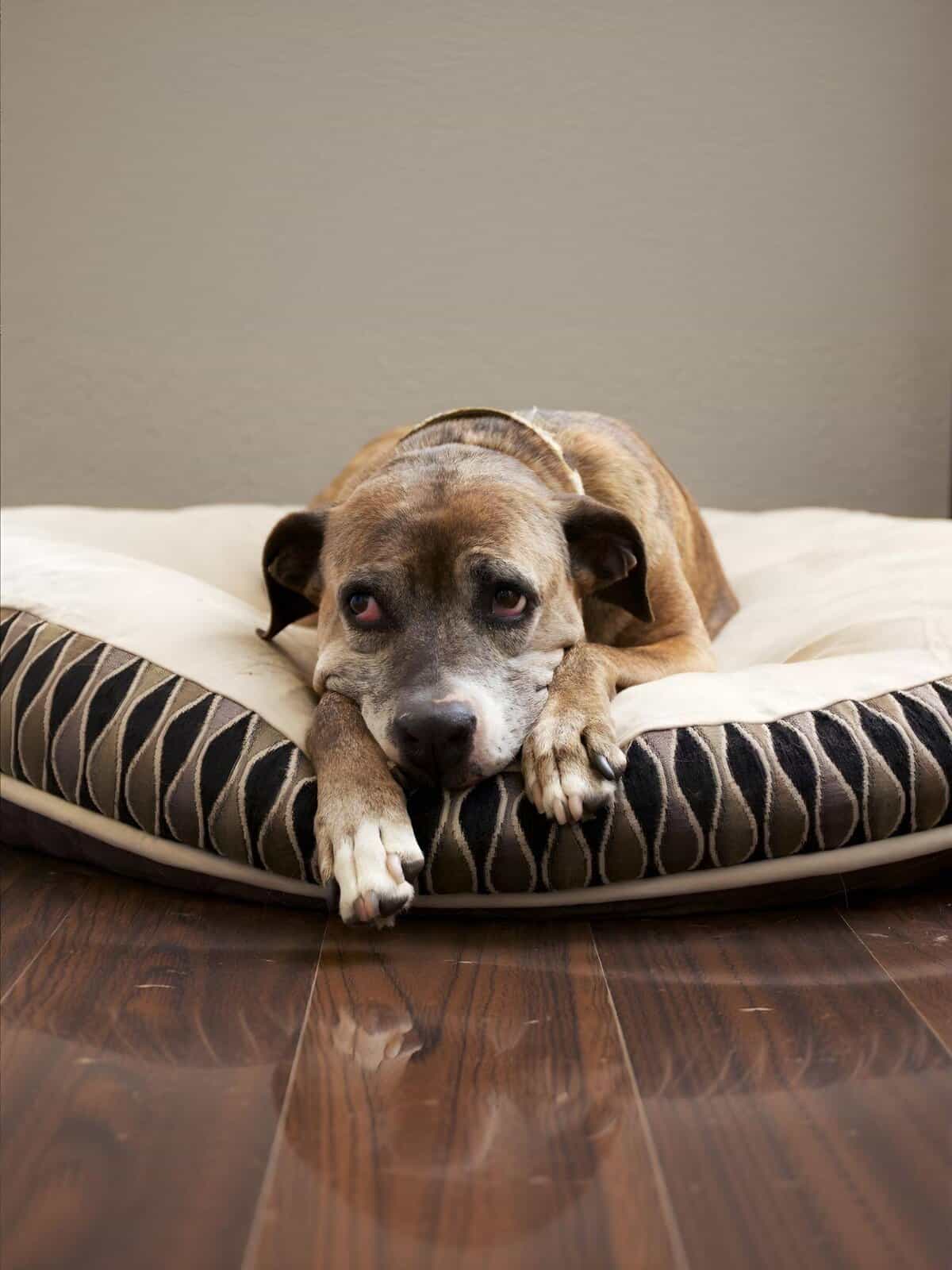 Adorable dog resting comfortably on a stylish pet bed indoors.
