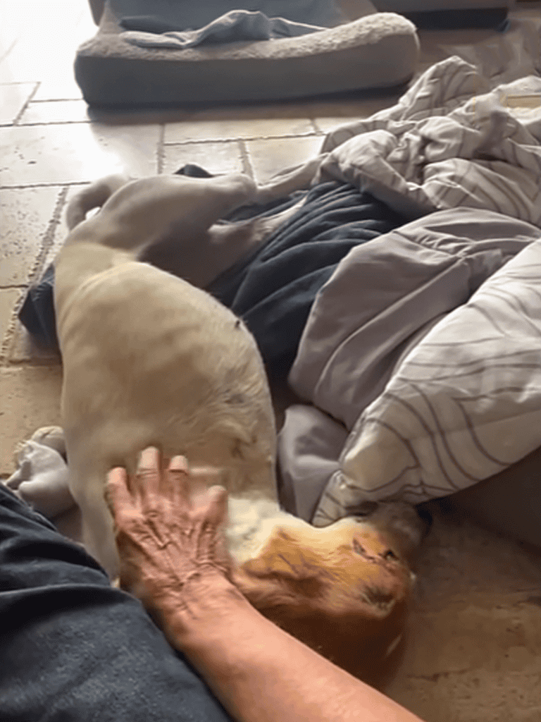 Cute dog laying on owner, enjoying belly rubs.
