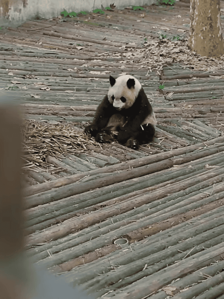 Adorable panda cub sitting on bamboo floor.