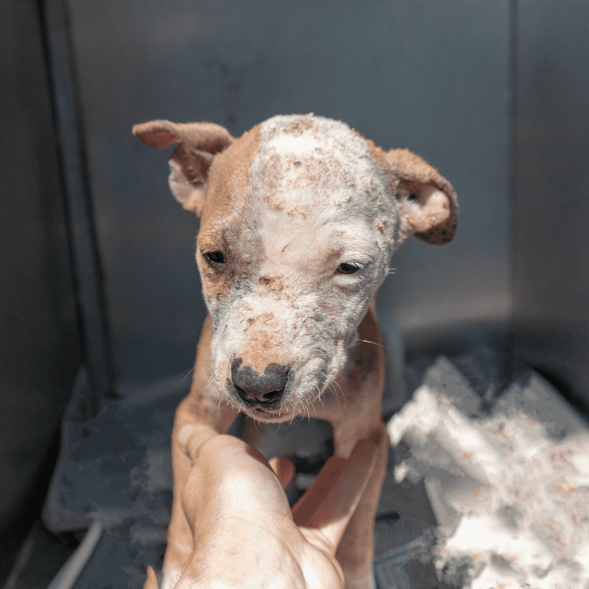 Adorable puppy with mange, needing veterinary care and love.