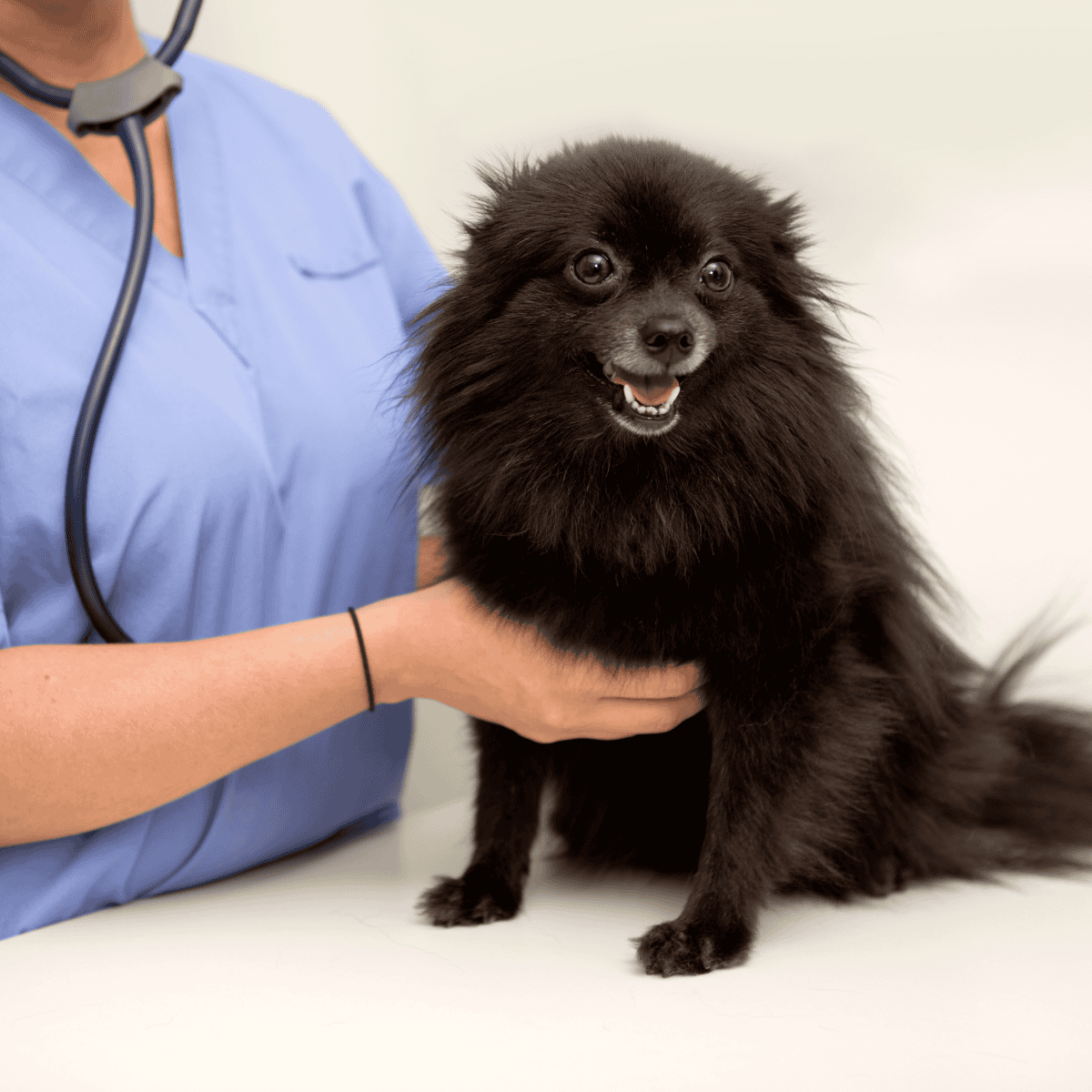Dog veterinary exam, healthy small dog, professional pet health consultation, dog care services.