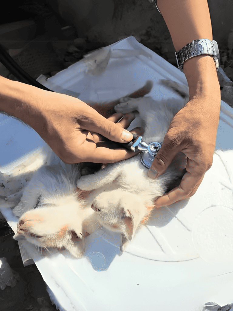 Feline health check-up with stethoscope.