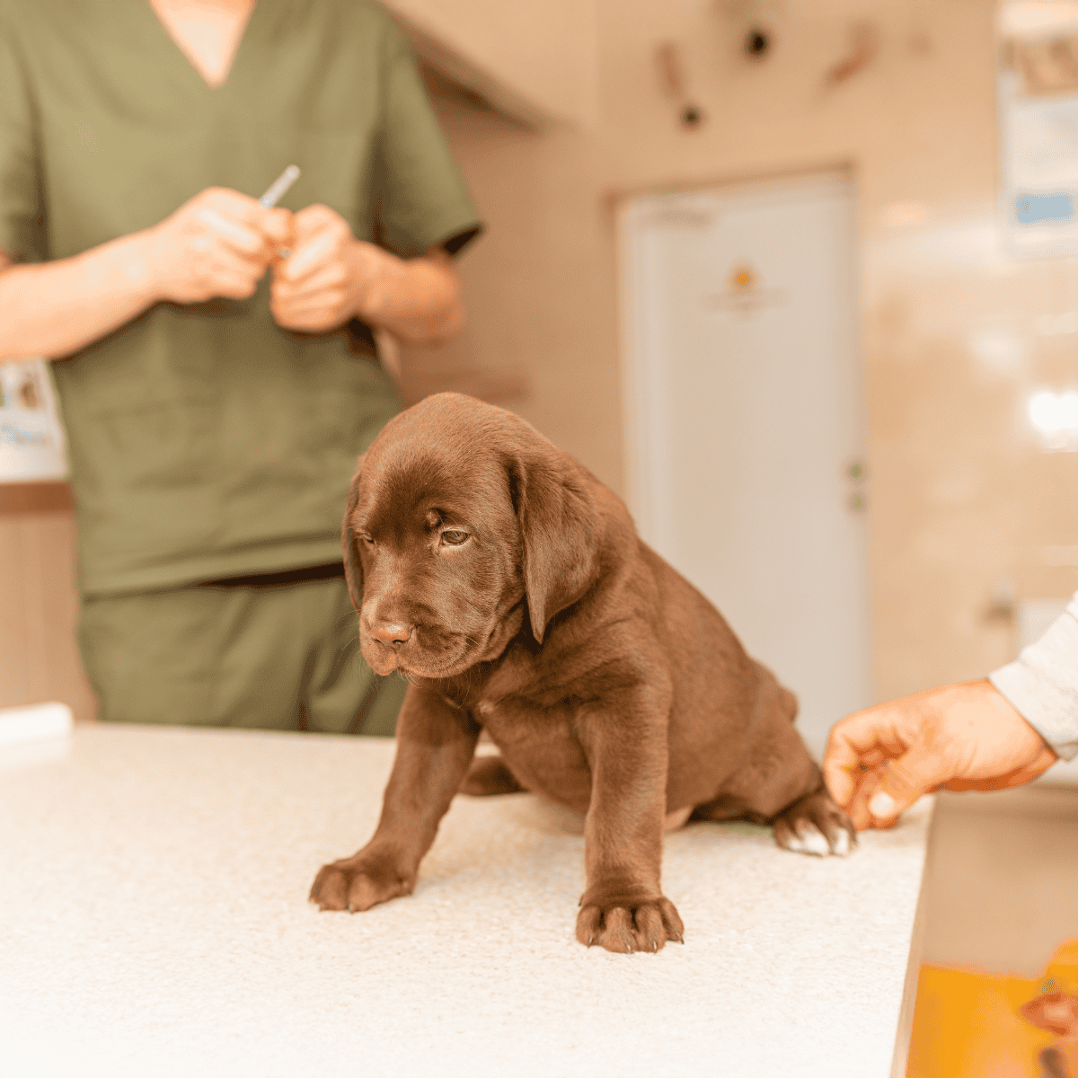 Dog undergoing veterinary examination at clinic.