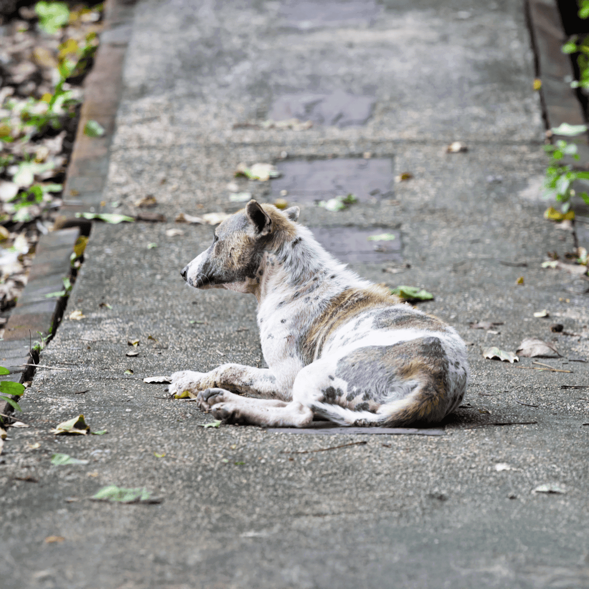 Adorable dog lying on a concrete pathway outdoors.