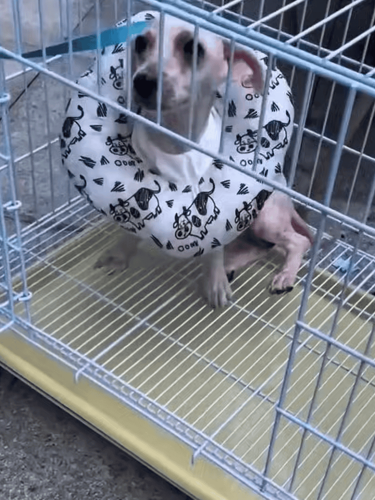 Adorable puppy wearing a dog hoodie inside a cage.