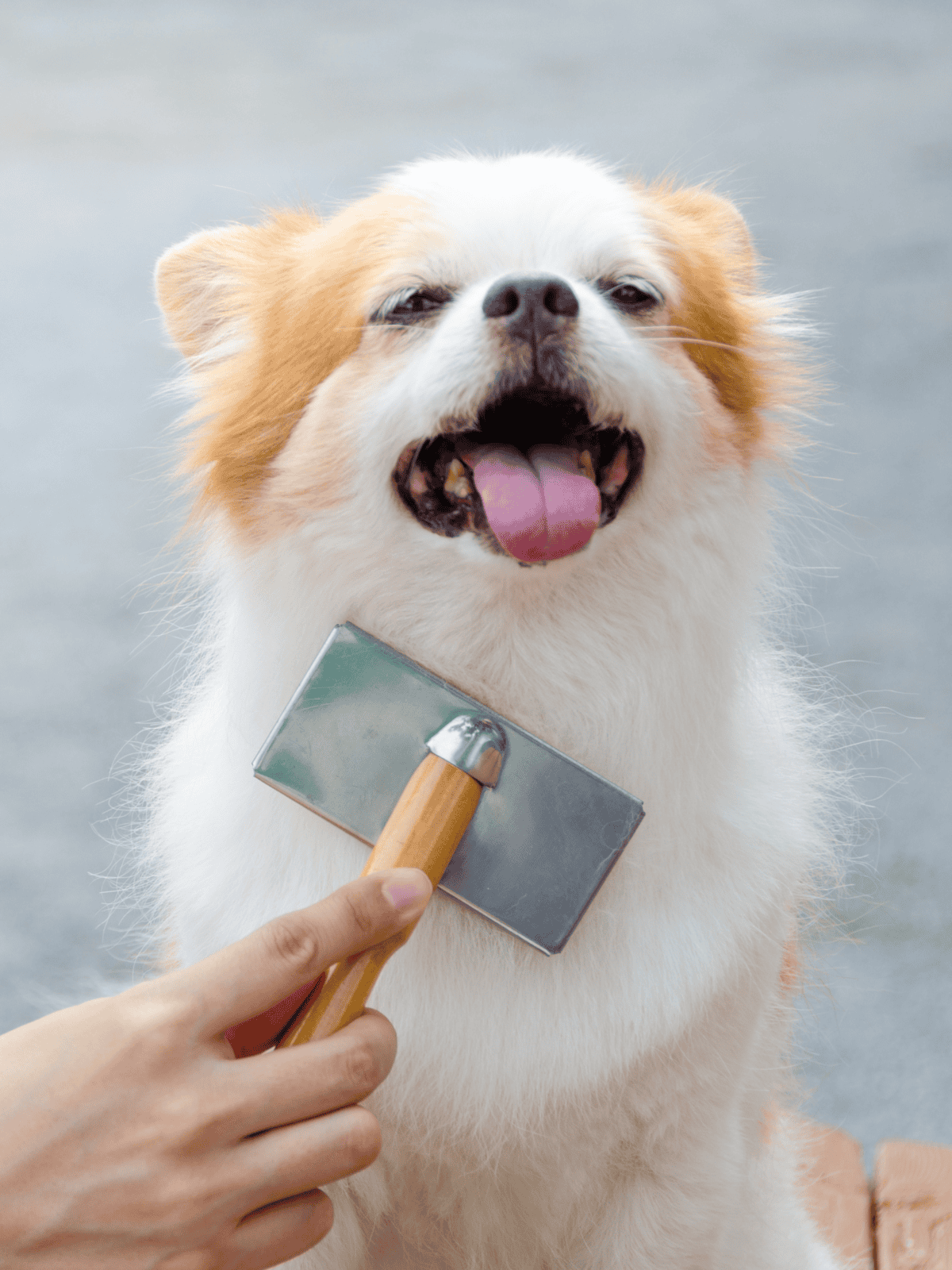 Dog grooming, happy dog being brushed, pet grooming session, puppy grooming, grooming for dogs.