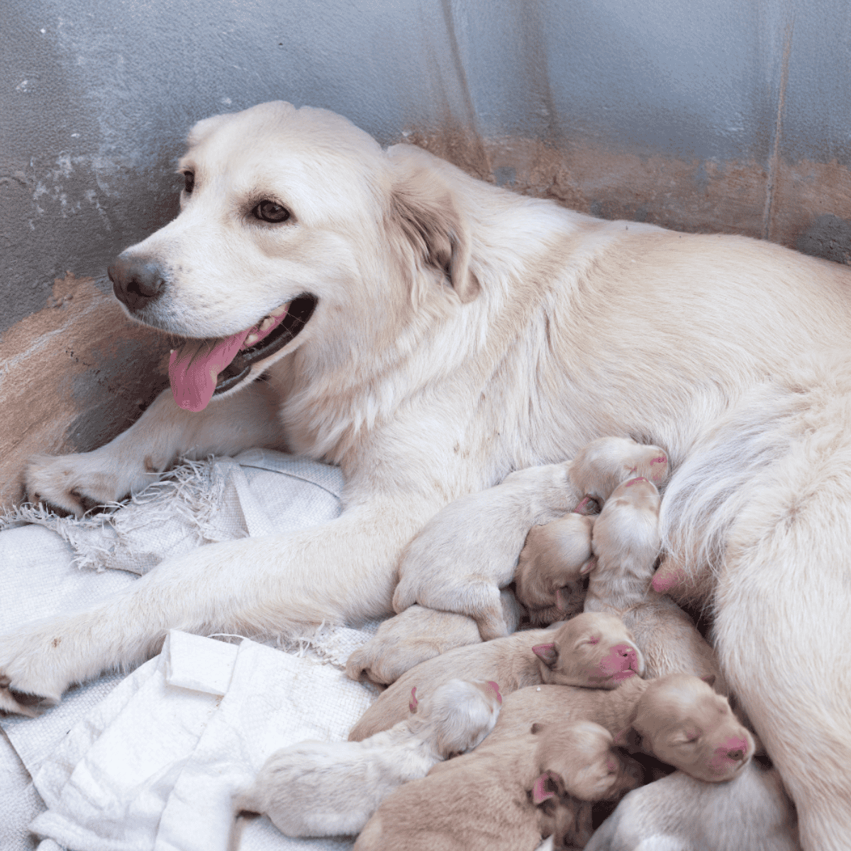 Adorable mother dog nursing her puppies, showcasing healthy and caring pet motherhood.